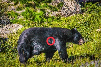 Where to shoot a bear, double lung aiming point