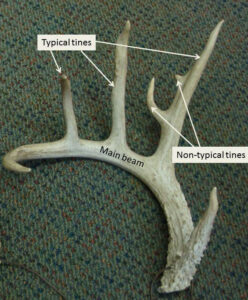 What Are Deer Antlers? How to Find Deer Antlers