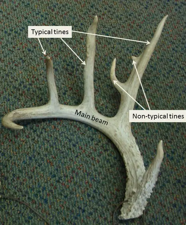 Deer antler