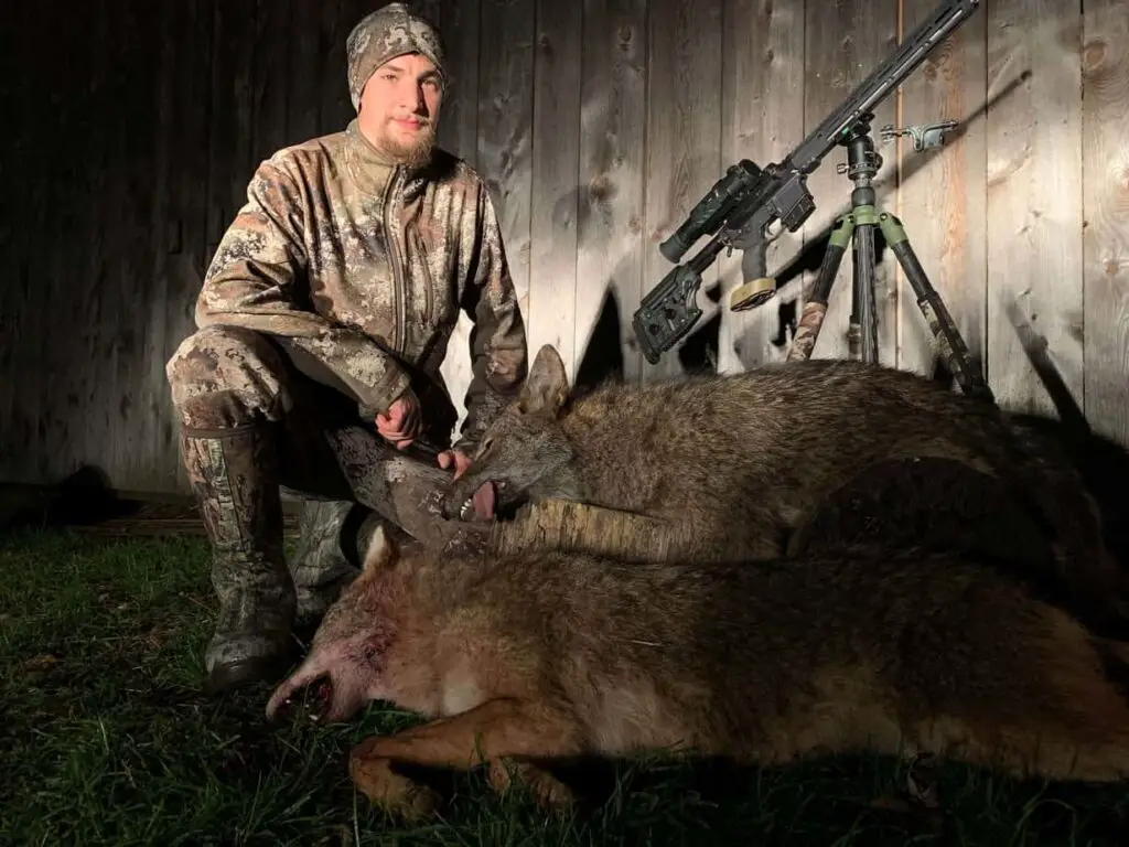 Coyote hunting at night.