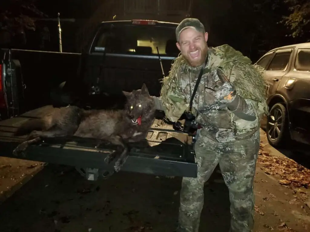 Coyote hunting at night