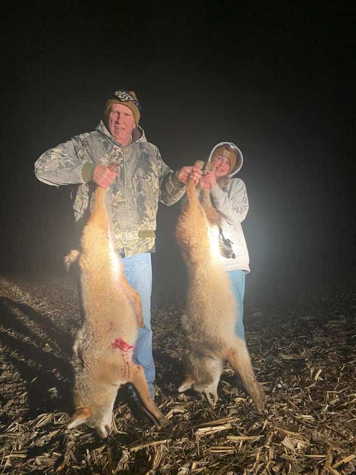 Coyote hunting at night