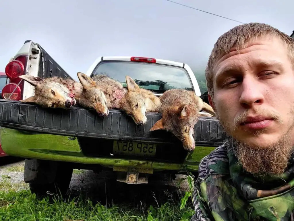 Coyote hunting at night.