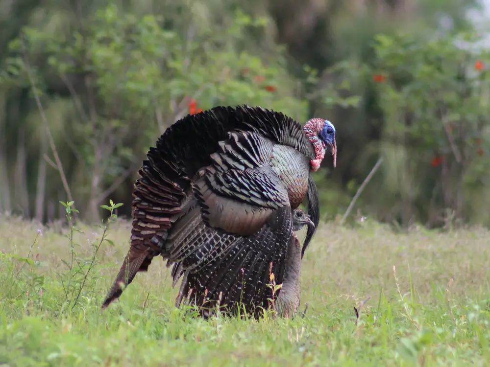 Turkey decoys.