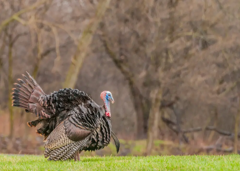 How to hunt turkeys in the rain