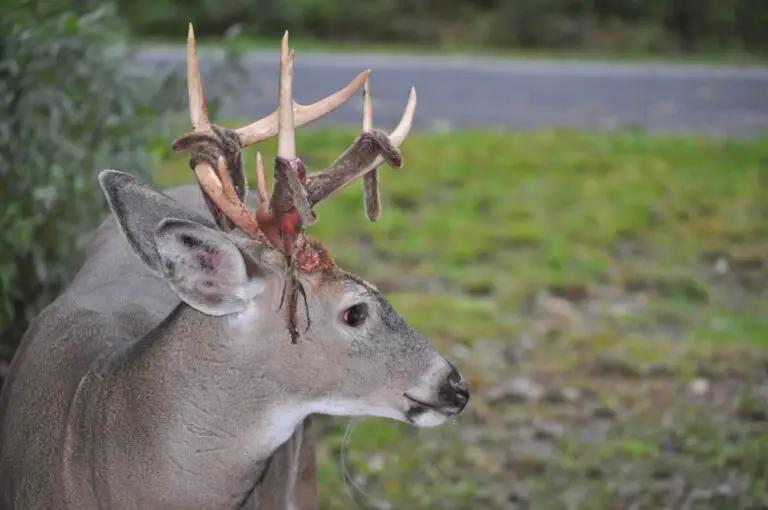 How to use a Deer Decoy for Hunting The Predator Hunter