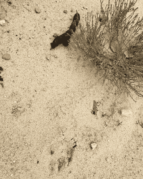 Coyote pop and coyote prints in sand.