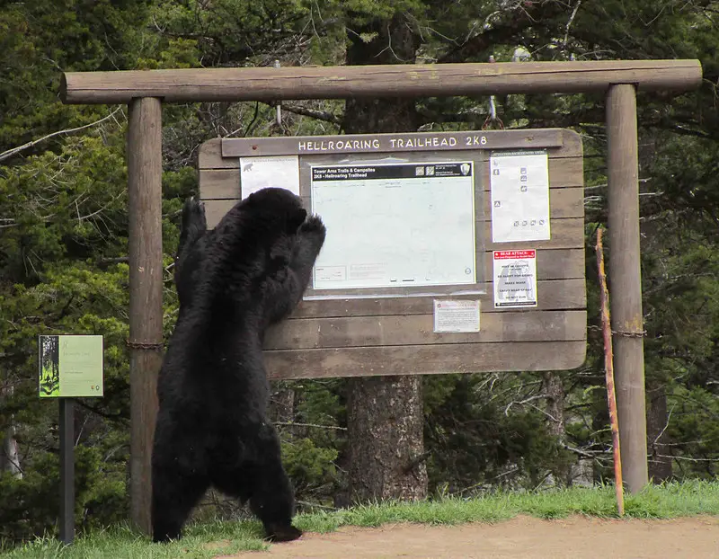 Bear repellents
Repelling bears
