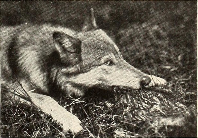 Timber Wolf: How to Identify the Eastern Wolf