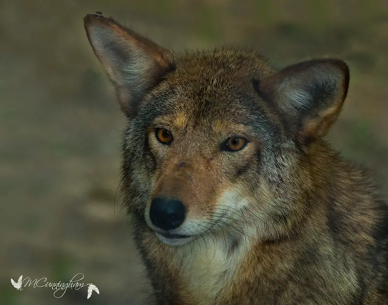 Red wolf female