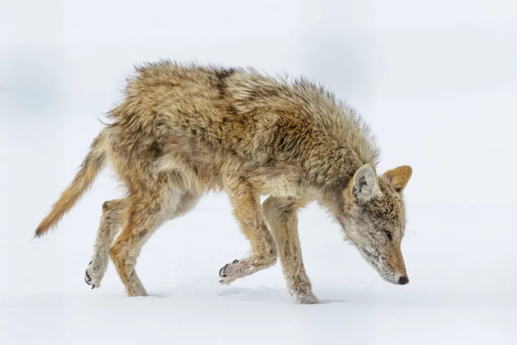 Medical treatment for a wounded or sick pet coyote.