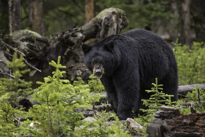 Repelling bears Bear repellent