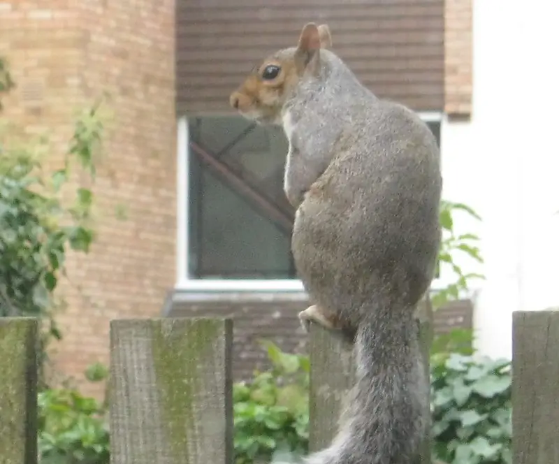 Squirrel repellant