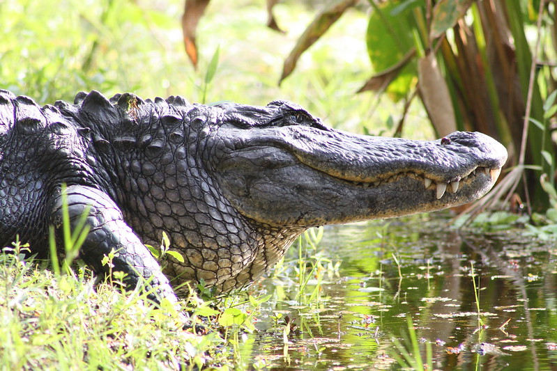Crocodiles vs alligators Alligator vs. crocodile