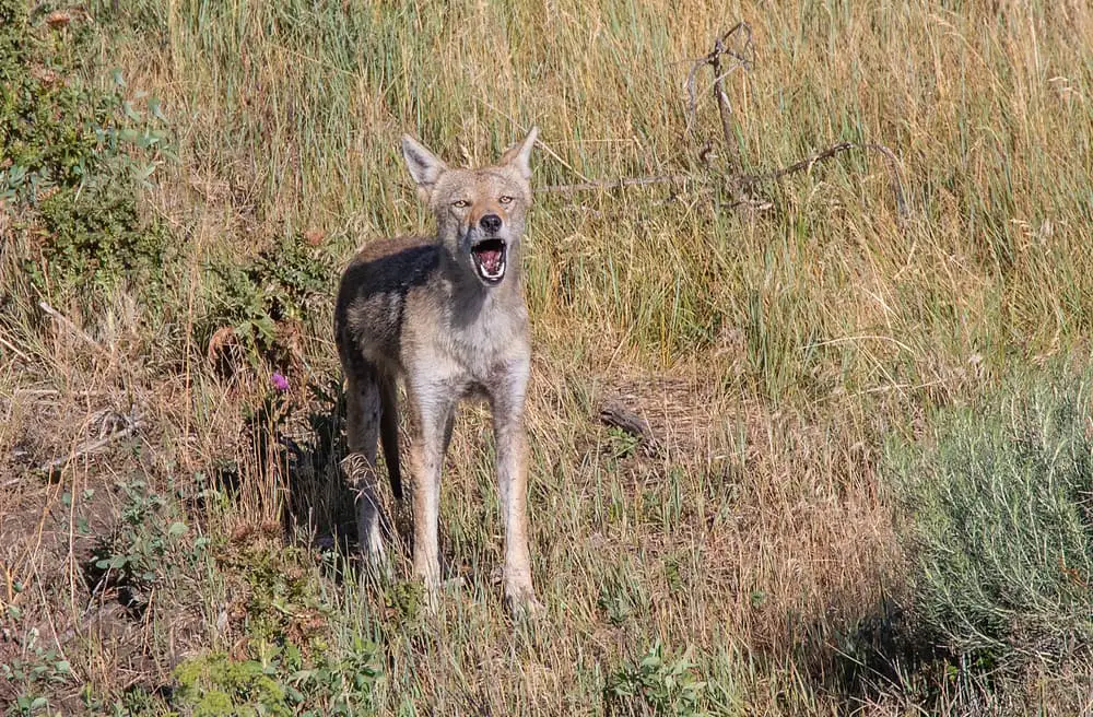 Coyote vs. wolf
A coyote barking
