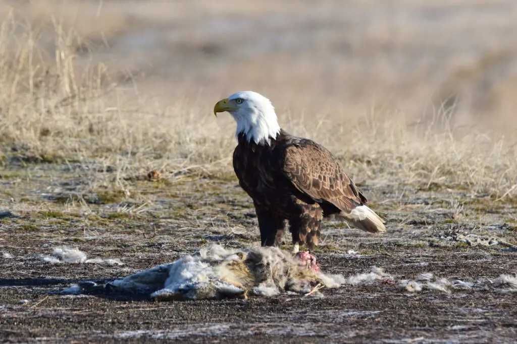 What animals eat coyotes?