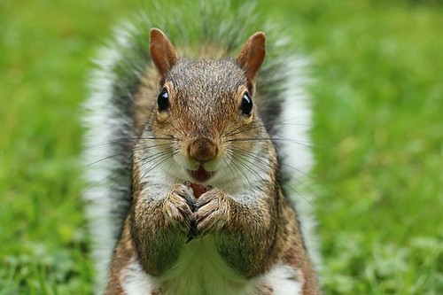 Repelling squirrels.
