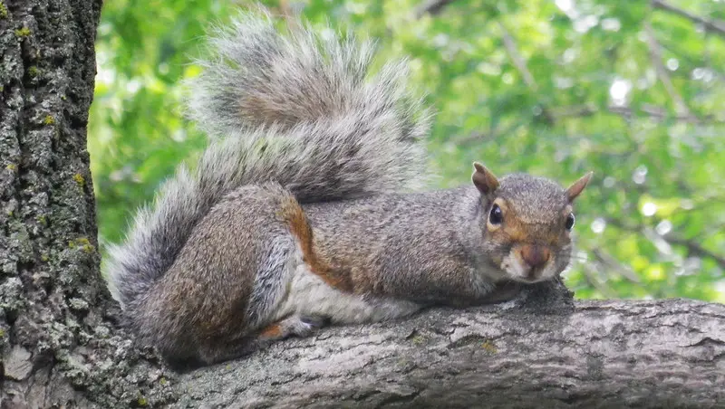 Repelling squirrels