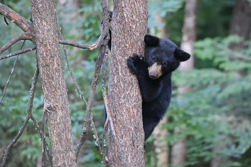 Repelling bear
Repelling bears