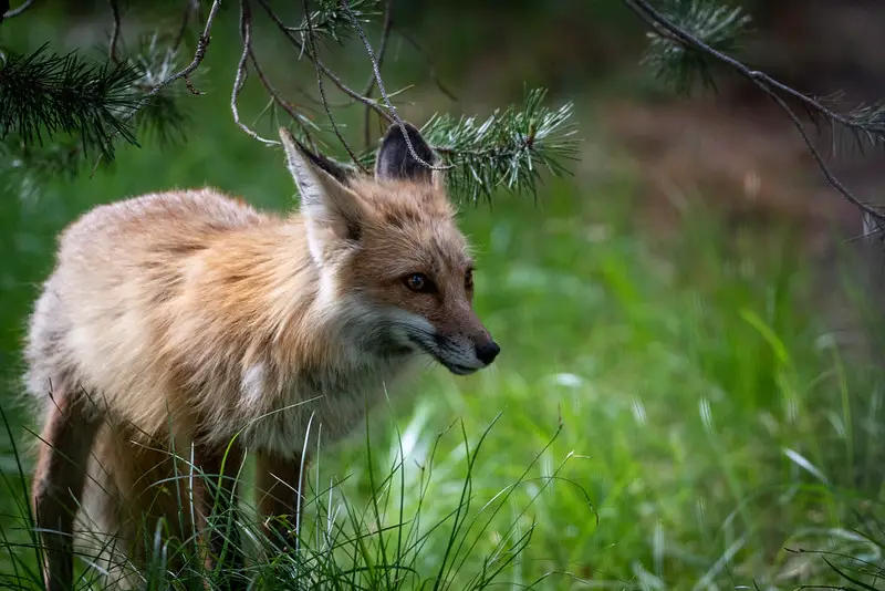 Coyote vs. fox