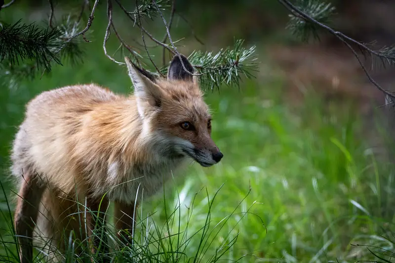 Fox vs. Coyote: How to Instantly Tell Them Apart