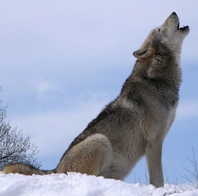 Wolf vs coyote
Gray wolf howling 