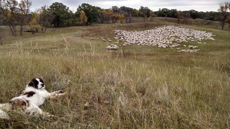 Livestock guardian
