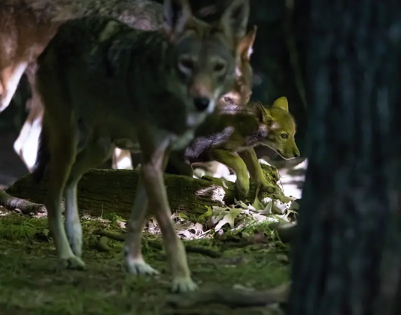 Red wolf female with up