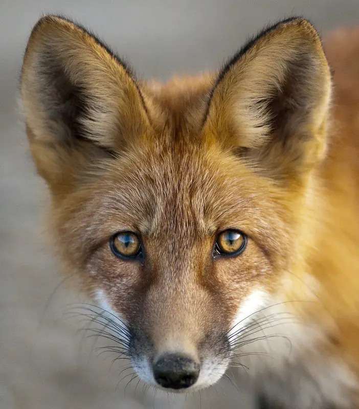 Foxes canine or feline