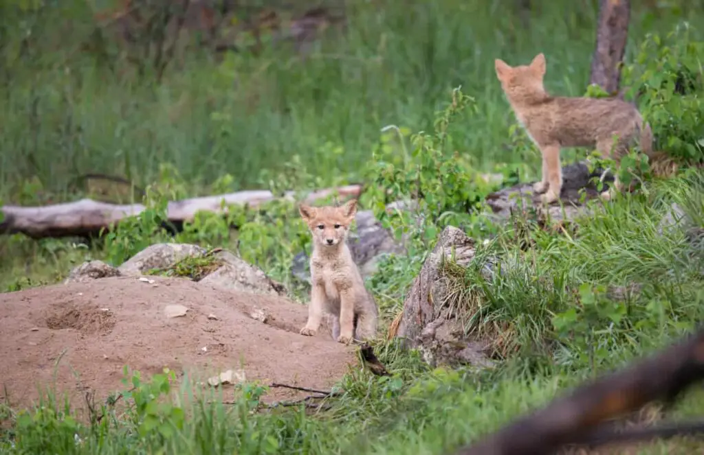 Coyote packs, coyote pups.