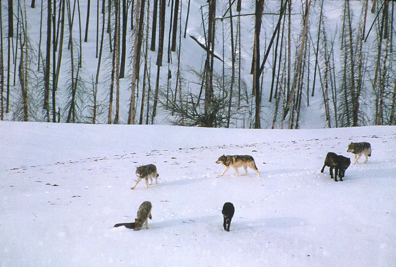 Gray wolf
Gray wolves
Gray wolf pack
