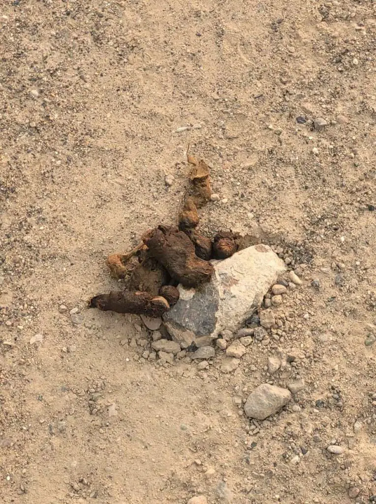Coyote poop. How to identify coyote scat.