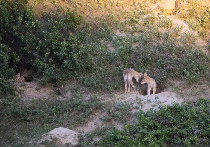 Coyote sound, coyote sounds at night