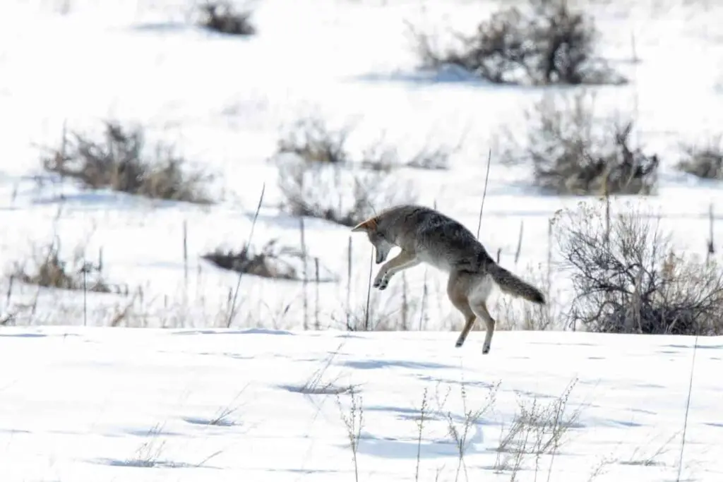 Coyote leaping on a mouse in the snow.
