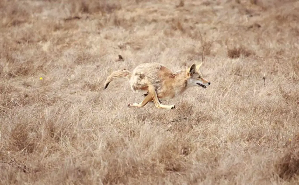 Coyote sounds at night