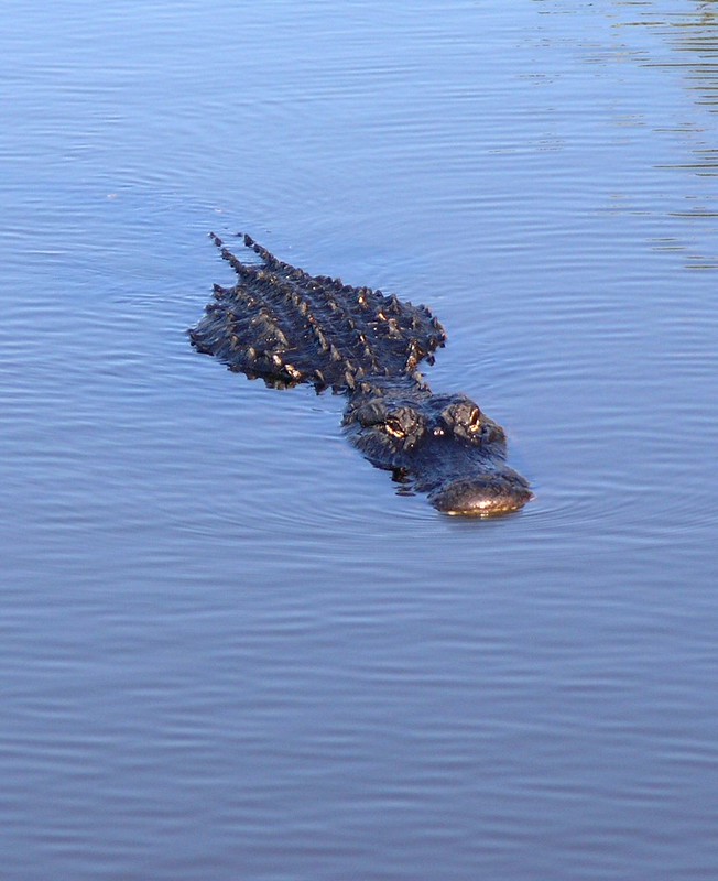 Crocodiles vs. alligators