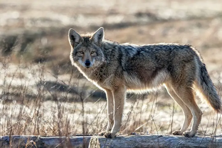 Fox vs. coyote