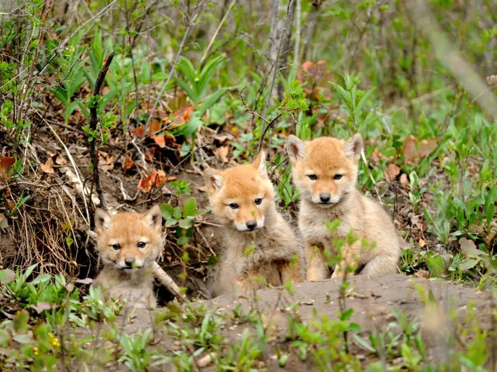 Breeding pet coyotes.