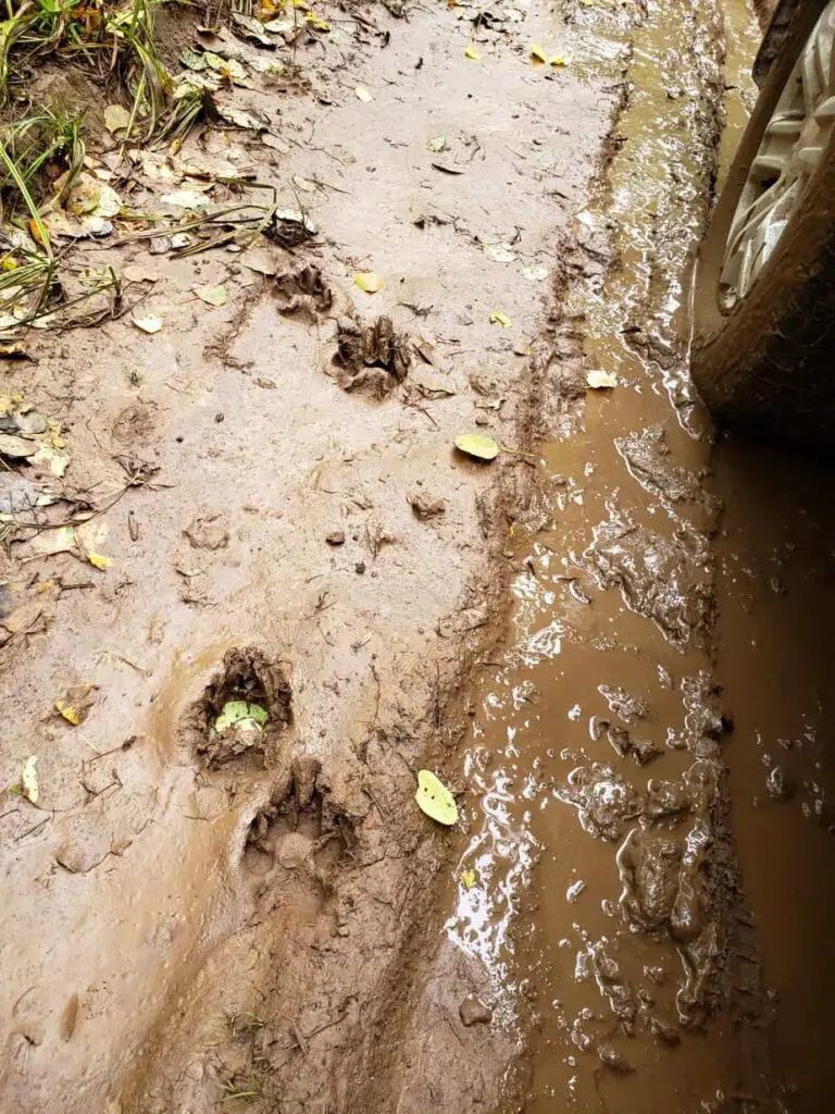 Coyote prints in mud.