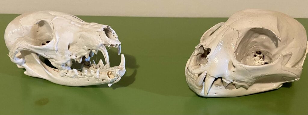 Are foxes canine of feline
Fox skull
Bobcat skull
