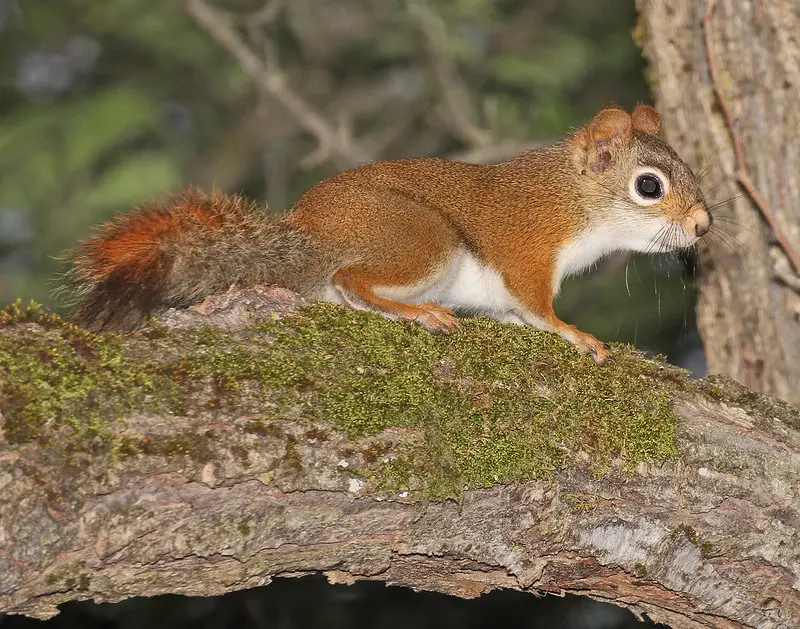 How to keep squirrels away