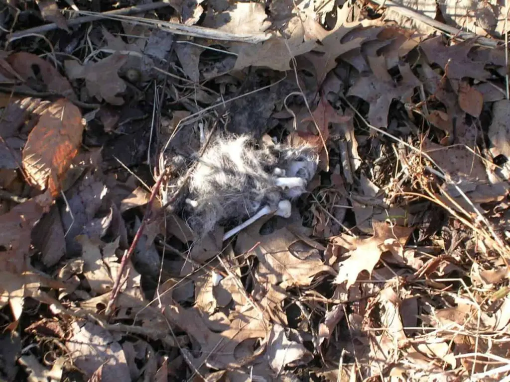 Animal bones in coyote poop, prey remains in coyote scat