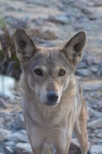 Arabian Wolf: Facts about the Amazing Desert Wolf