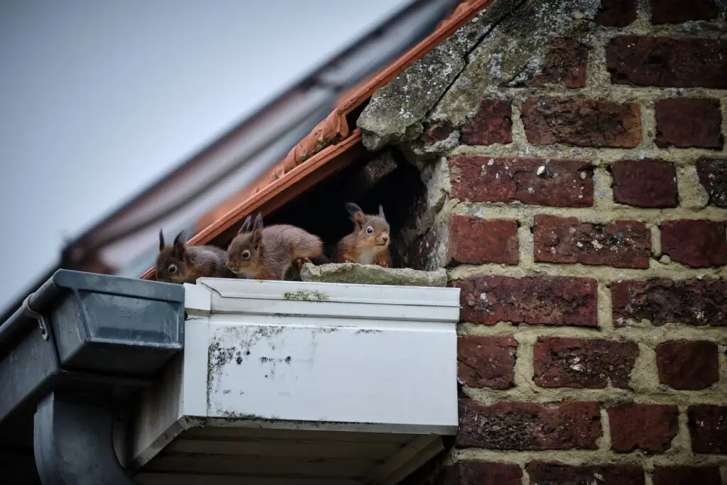 Repelling squirrels
Red squirrels in the roof of a house.
