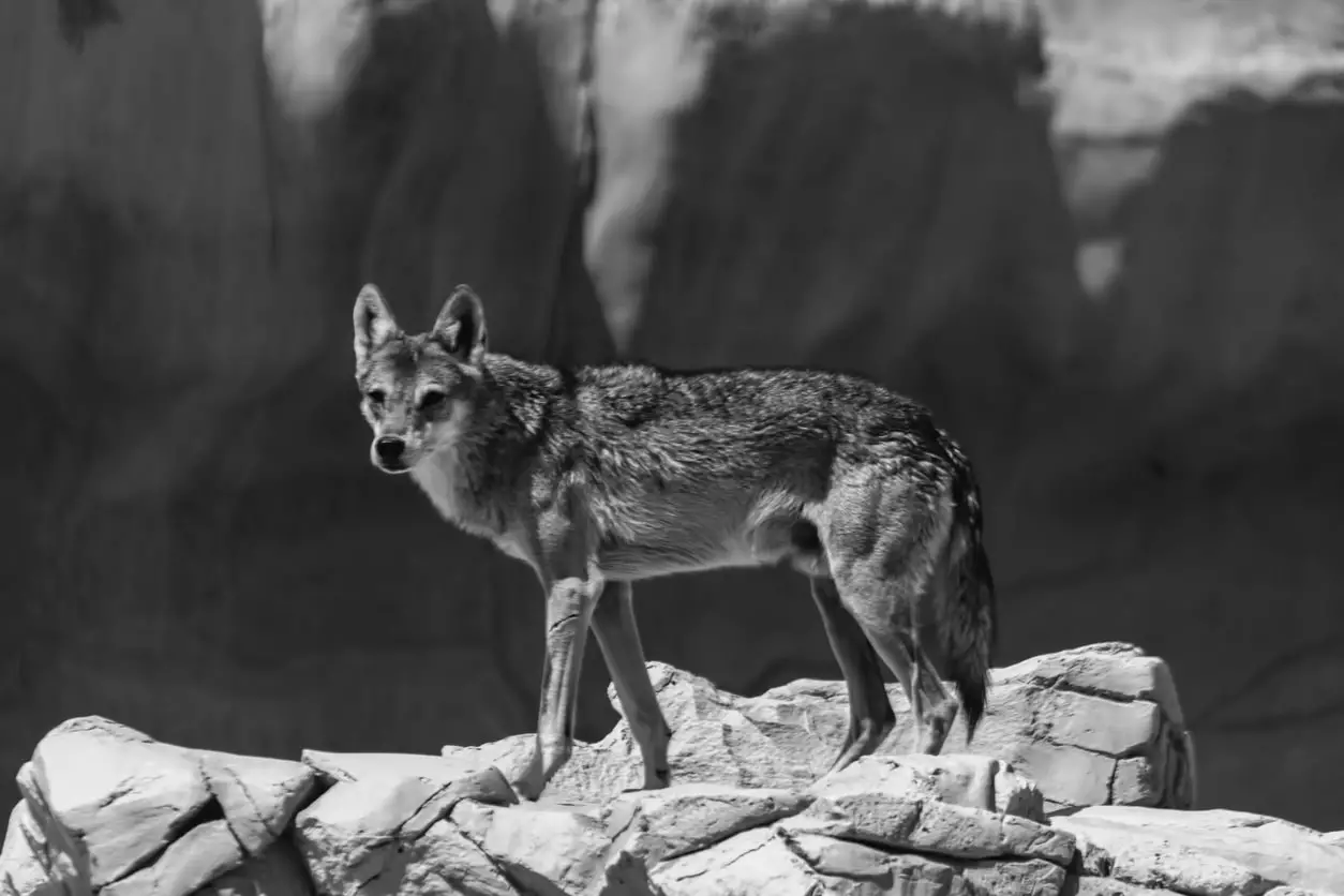 Arabian Wolf: Facts about the Amazing Desert Wolf