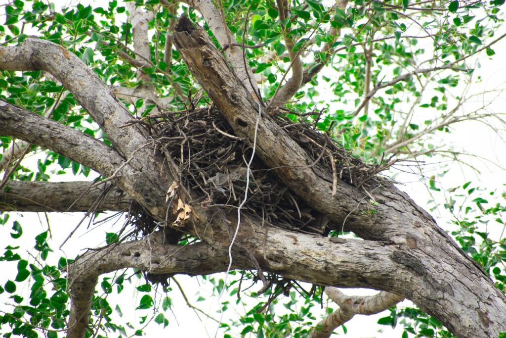 Repelling squirrels
Squirrel nest in a tree