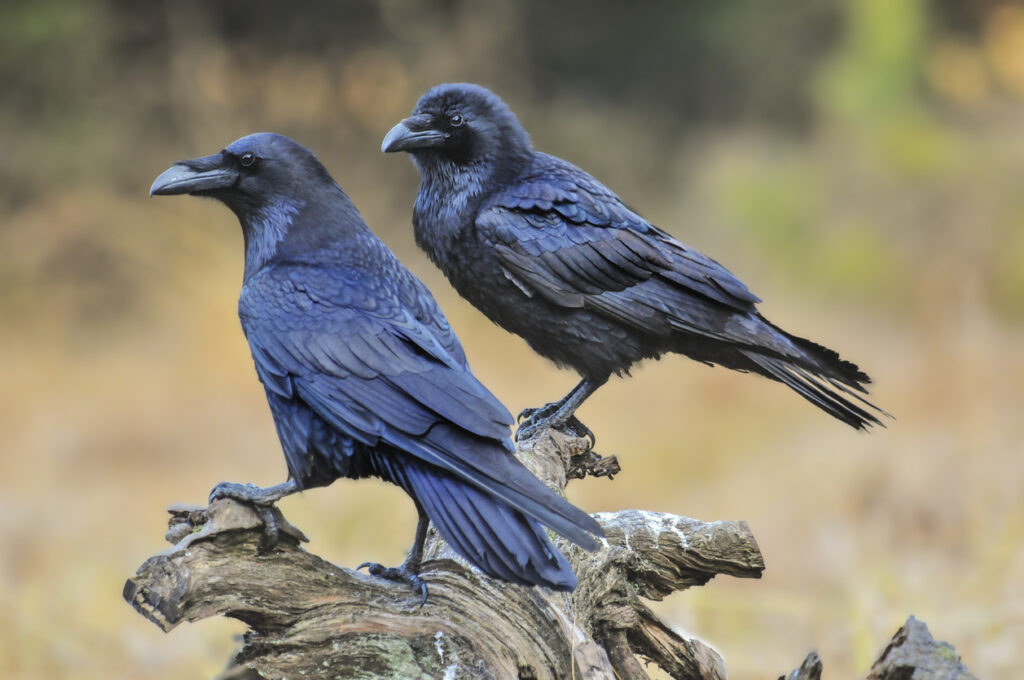 Crow vs. ravn
