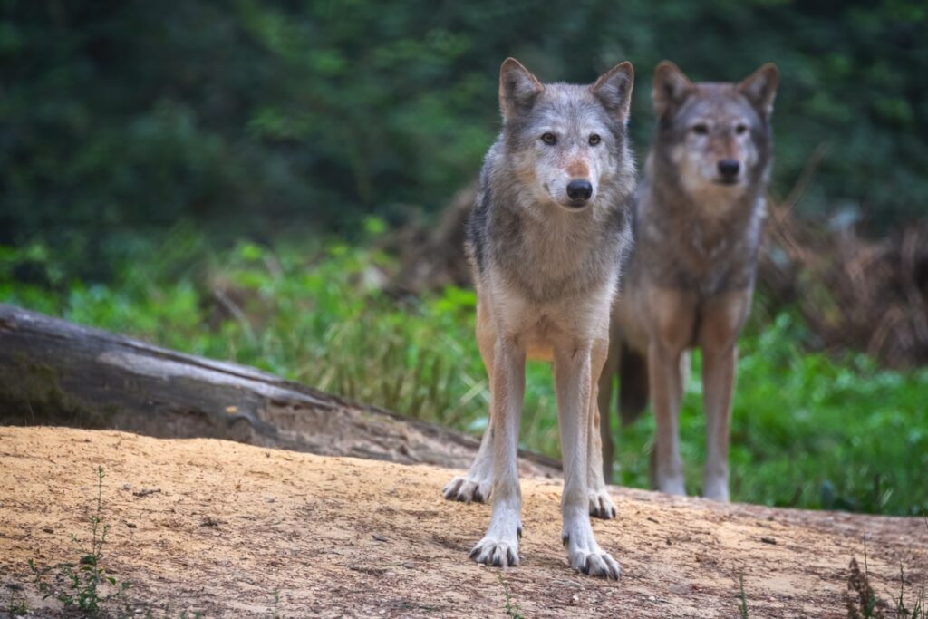 Pair of Mackenzie Valley Wolves