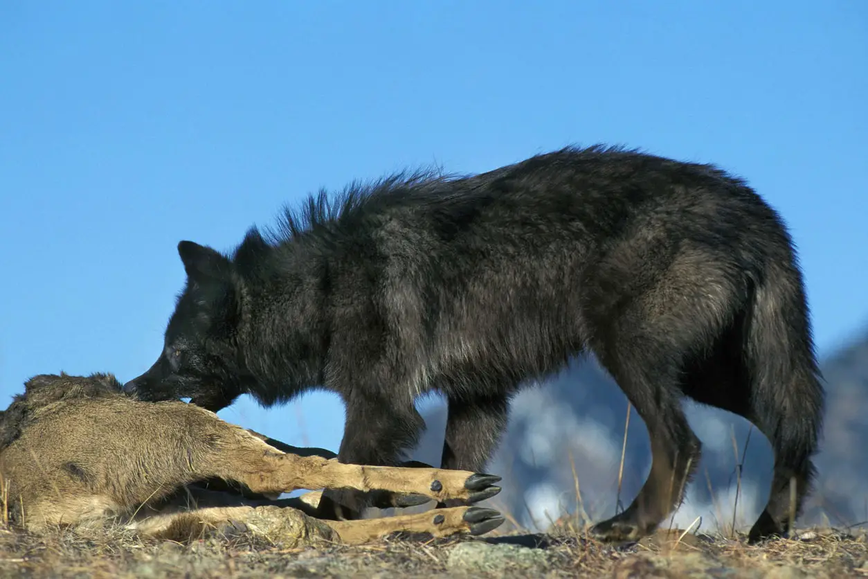 Mackenzie Valley Wolf: How to Identify the Largest Wolf