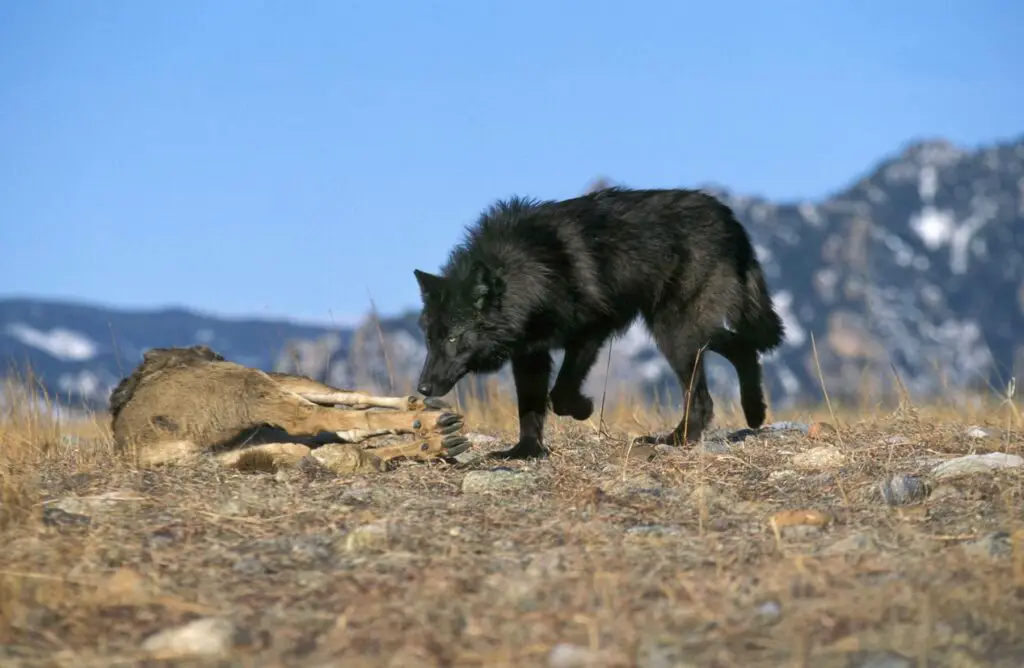 Mackenzie Valley Wolf